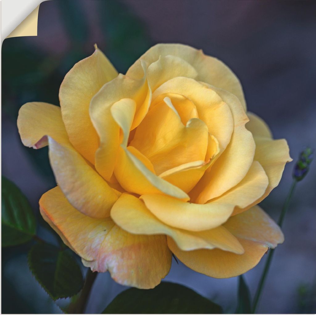 ARTland Wandbild, selbstklebend Gelbe Rose Größe: 50x50 cm