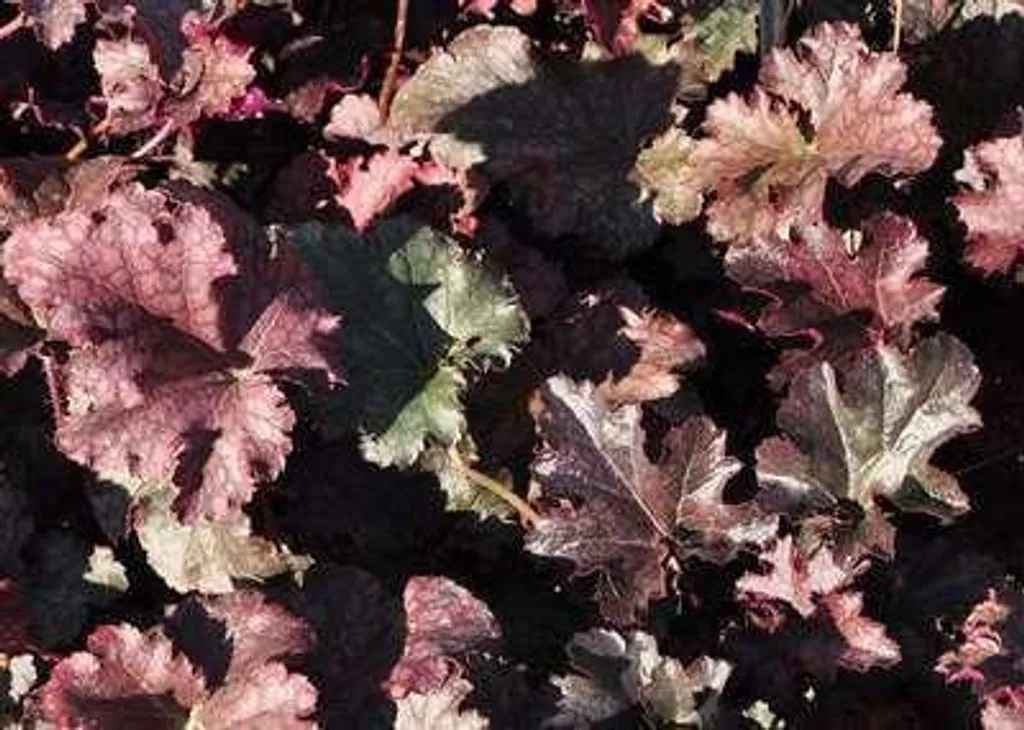 Heuchera Stormy Seas - 6 Vivaces Persistantes pour Sol Difficile - 2