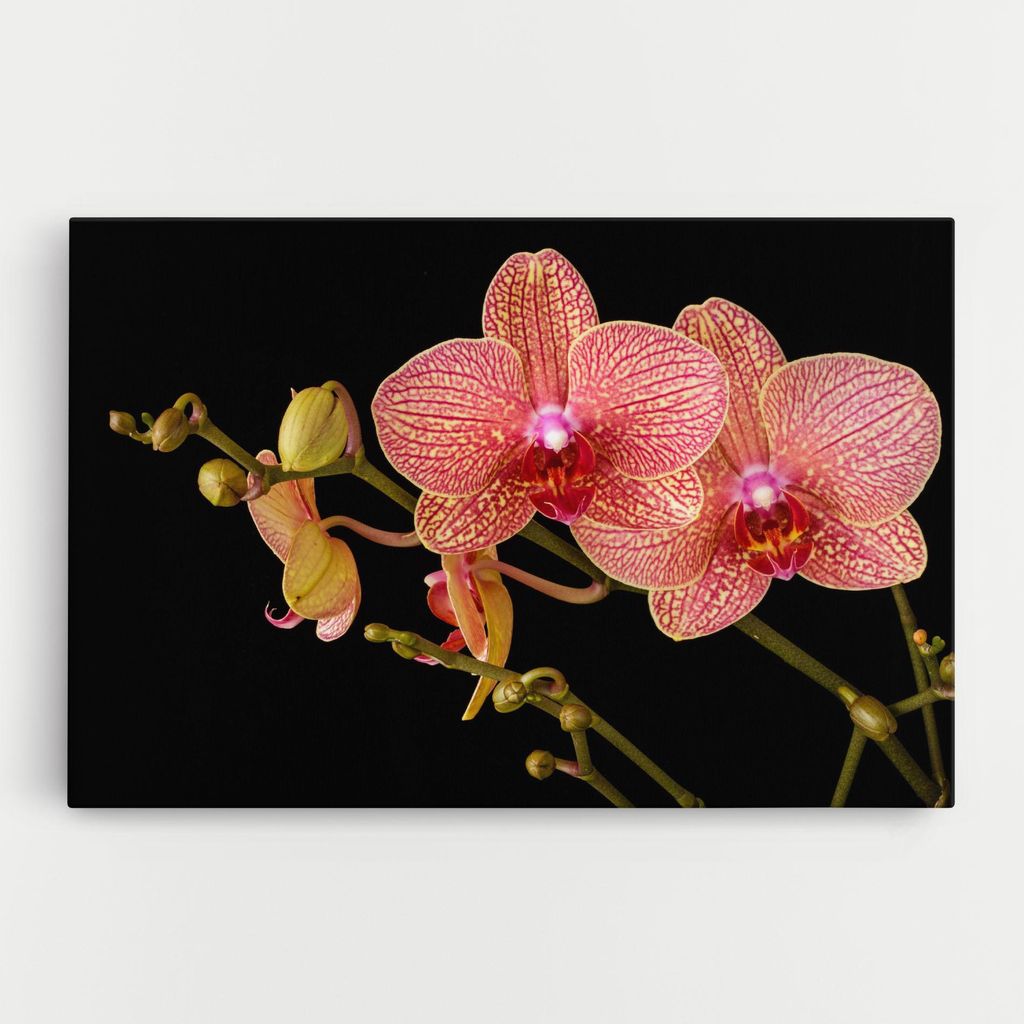ARTHUB Leinwandbild 50x70 cm, Pink Orchids On Black | Wohnzimmerdekoration, Hängende Bilder, Wanddekoration, Heimdekoration, Blumen, Orchideen