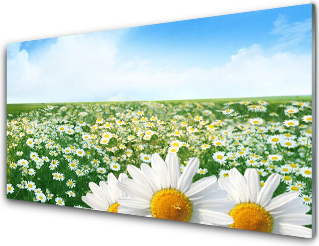 Acrylglasbilder 100x50 Wandbild Druck Wiese Gänseblümchen Pflanzen