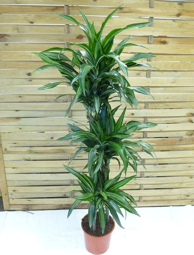 Palmenlager] - XL Dracaena de. Warneckei 150 cm - 3er Tuff
