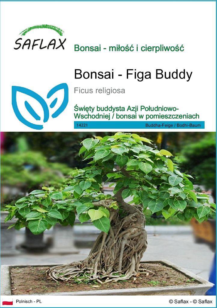 SAFLAX - Bonsai - Figa Buddy - 100 Nasiona - Ficus Zdjęcie produktu 