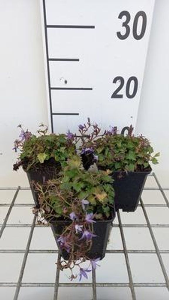 6 x Campanula posch. 'Stella' - Bergminze - Topf 9 x 9 cm