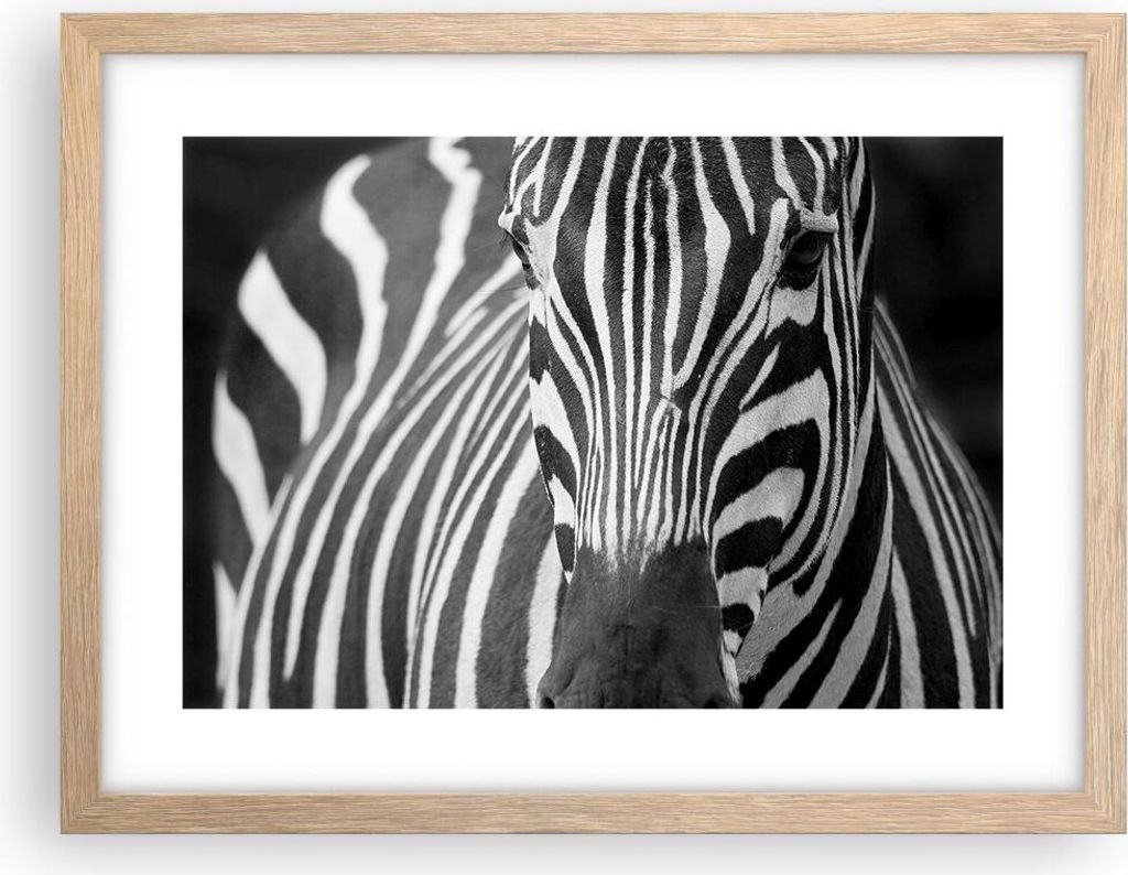 Gerahmtes Poster - Rahmen in heller Eiche - Tiere Zebra gestreift - 40x30 cm - Wand Bild - Wanddeko - Wandbilder - Wandposter - Bilderrahmen - Bild...
