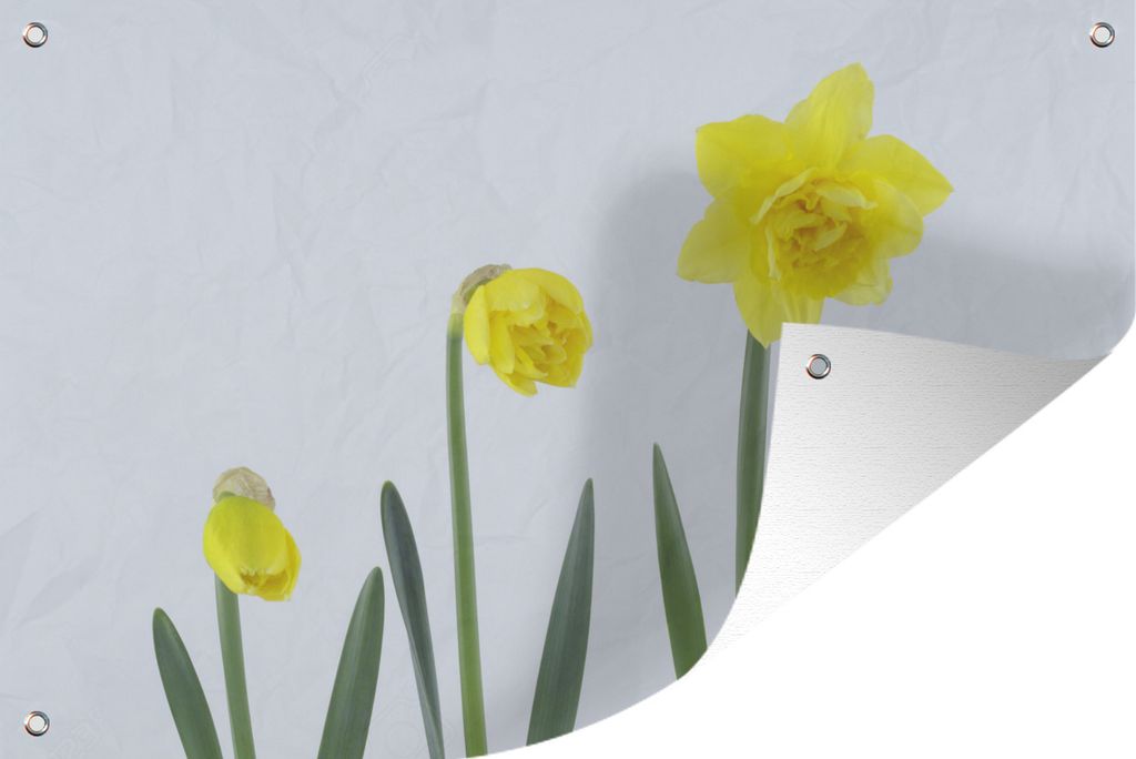 MuchoWow 90x60 cm Outdoor-Poster Gartendeko Sichtschutz Garten Poster für den Garten Drei Stufen der Narzisse