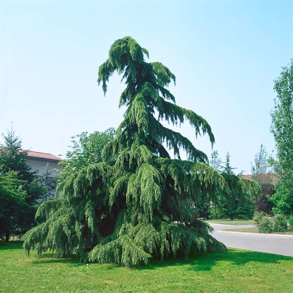 Cedrus deodara 'Pendula', Himalaya-Zeder, hängend, 60–80 cm