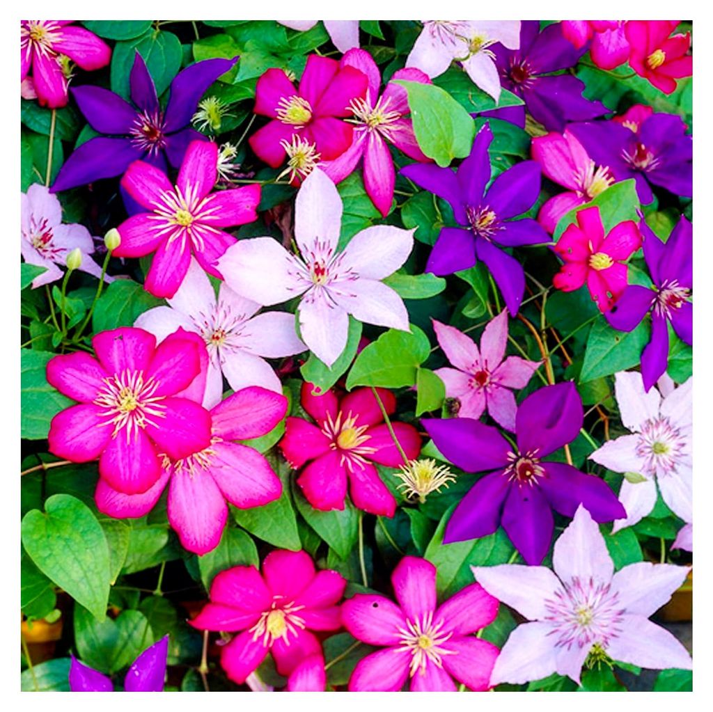 Clematis - Winterharte Pflanzen im Topf - 3 x 9 cm Farben Gemischt - Dauerblüher Kletterpflanzen - Mehrjährige Stauden für Garten, Balkon und K...