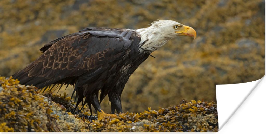 MuchoWow Poster Seeadler in einem Wald 150x75 cm - ohne Rahmen