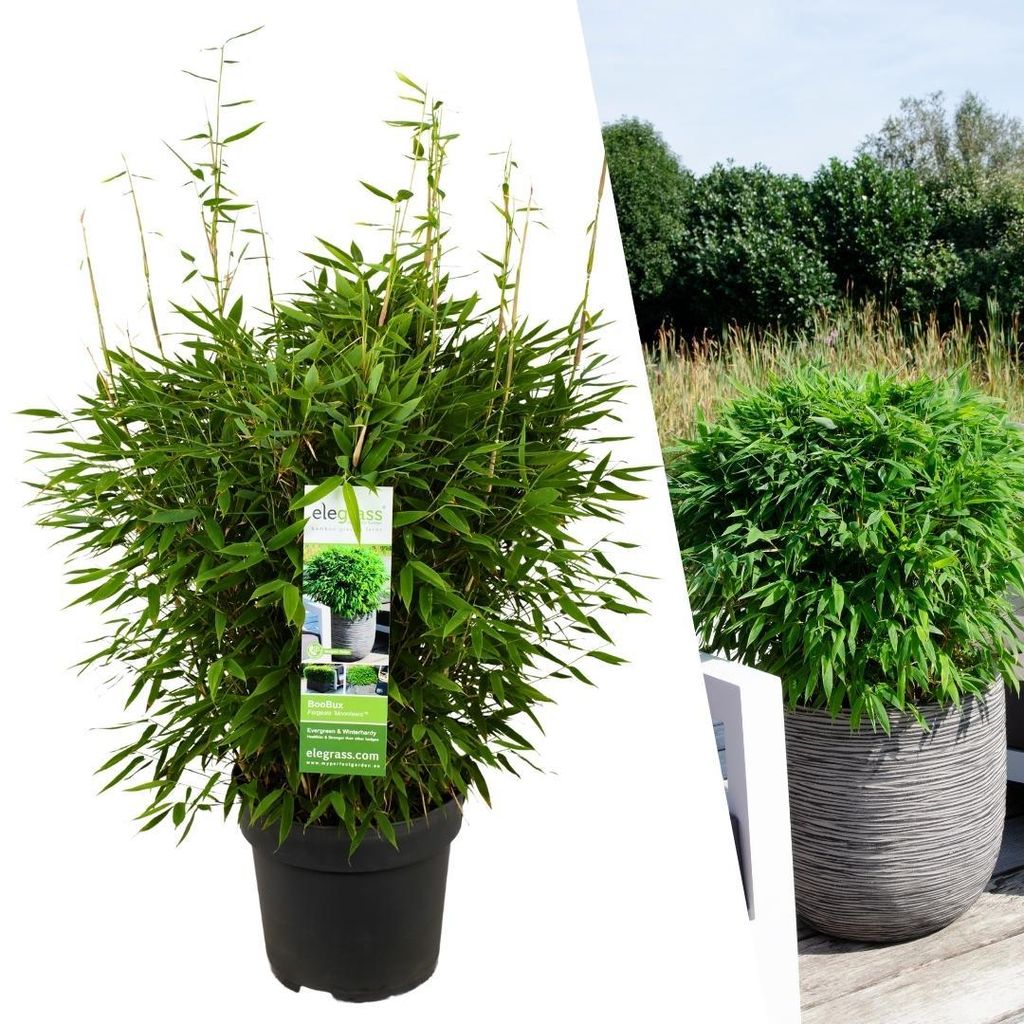 Bambù topico 'Boobux XL 1x - Ø 29 cm - ↨ 70 cm Immagine del prodotto 