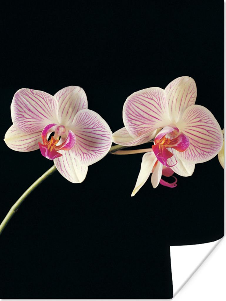 MuchoWow Poster Orchidee - Blumen - Schwarz - Rosa - Knöpfe 30x40 cm - Wandplakat - Poster Kinderzimmer
