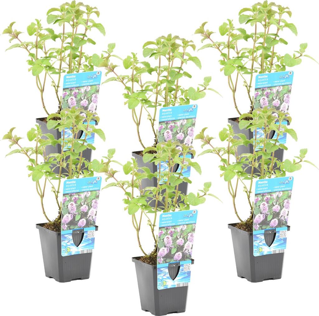 Bloomique - 6er Set - Mentha Aquatica - Wasserminze - Produktbild 