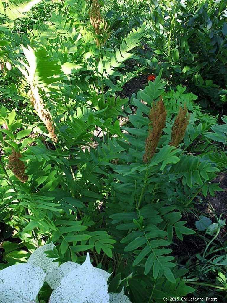 3 x Königs-Farn - Osmunda regalis - TB 9