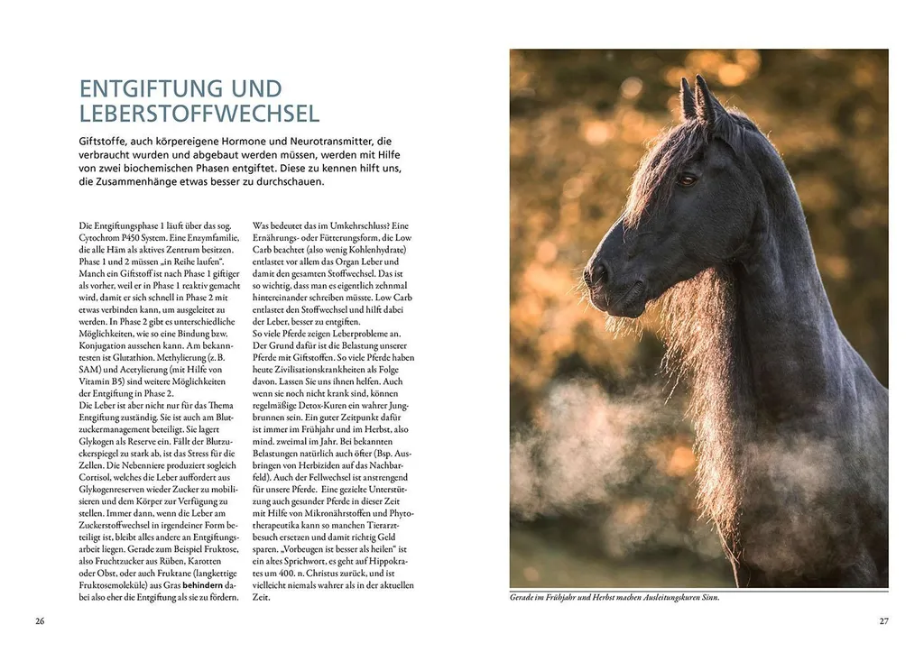 Déchiffrer le Métabolisme Équin : Analyse et Pathologies du Cheval âgé - 4