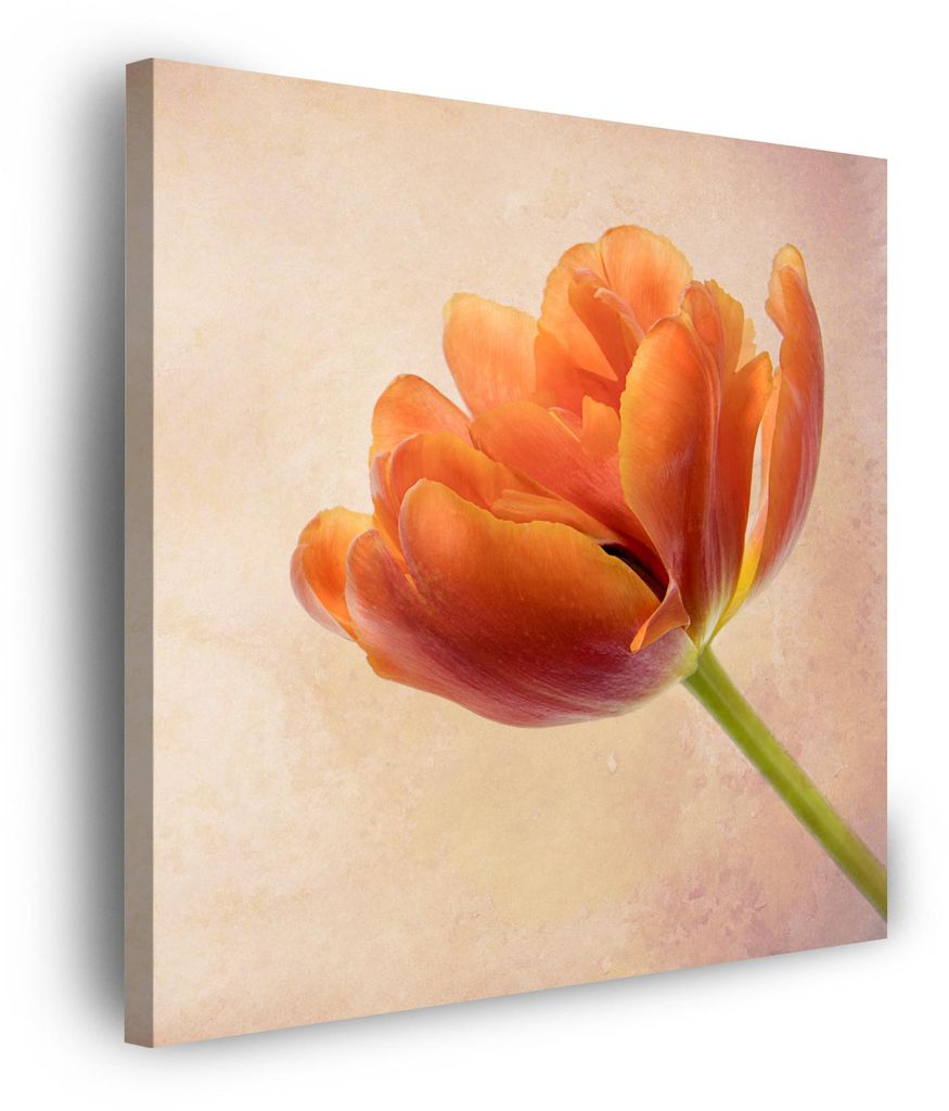 Leinwanddruck Botanik Tulpe 90x90 cm