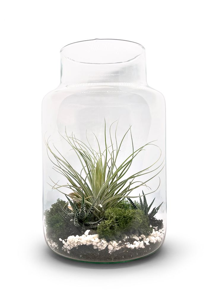 Flaschengarten 30cm XXL mit Tillandsia Oxana