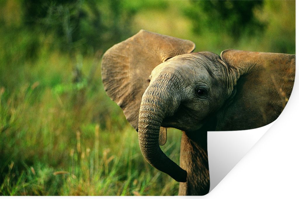 MuchoWow - Selbstklebend - Fototapeten