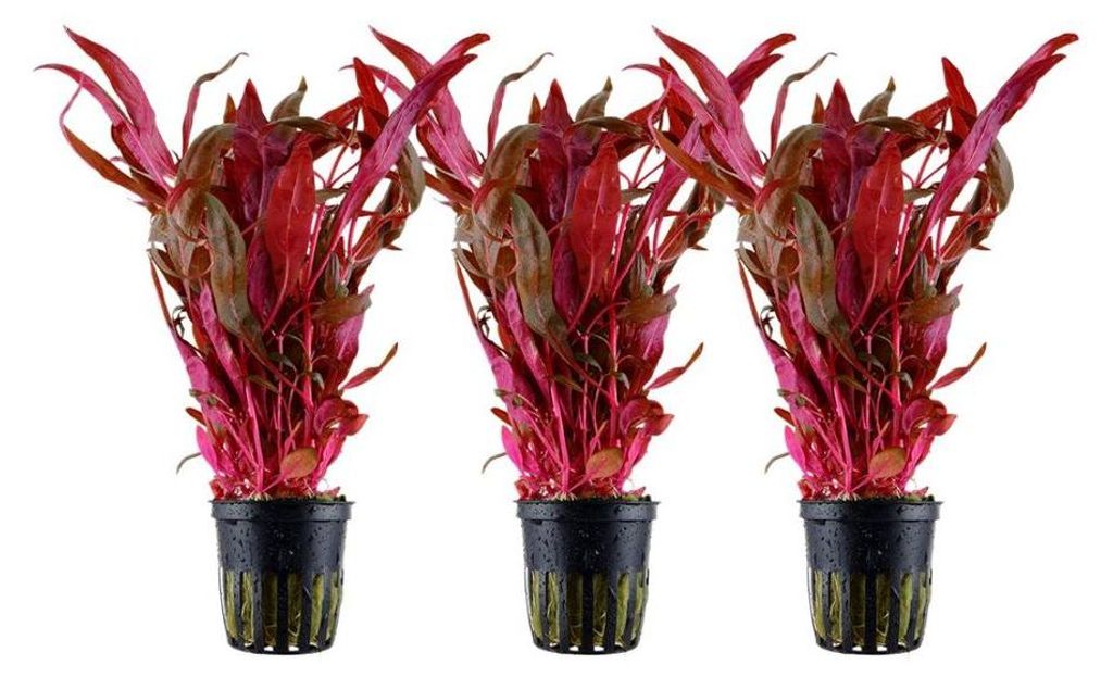 Aquarium Pflanze 3 Stück Alternanthera reineckii 'Pink' Produktbild 