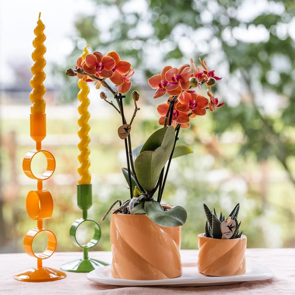 Composition Orchidée Orange et Plante Verte en Pots Candy sur Plateau Bio