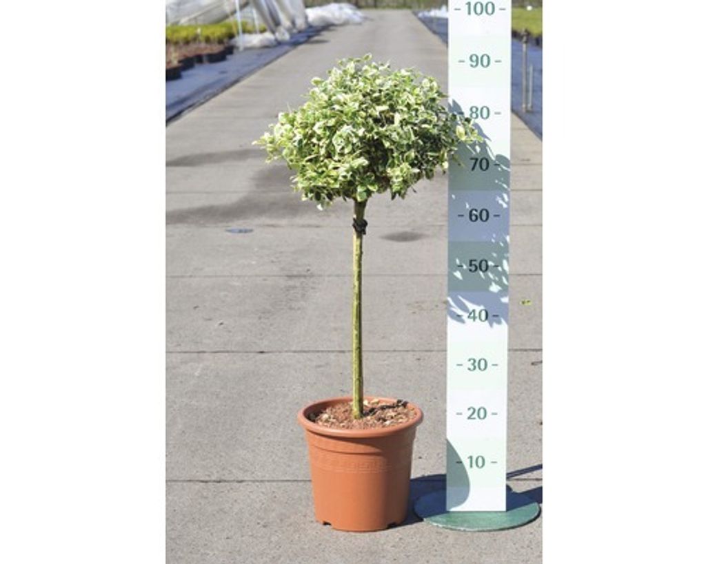Weißbunte Kriechspindel Stämmchen FloraSelf Euonymus fortunei 'Emerald Gaiety' Halbstamm H 40 cm Co 6 L