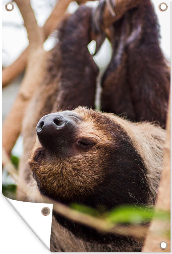 MuchoWow 40x60 cm Outdoor-Poster Gartendeko Sichtschutz Garten Poster für den Garten Ein kopfüber hängendes Faultier aus nächster Nähe