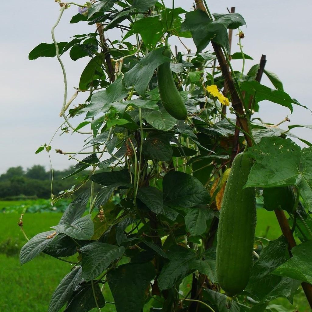 Hubová tekvica (Luffa cylindrica)  – 20 semien Obrázok produktu 