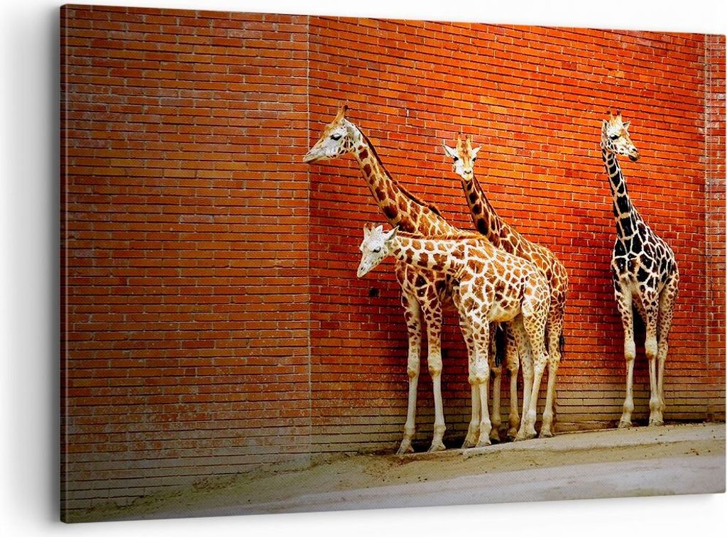 Bild auf Leinwand - Leinwandbild - Tiere Giraffen Zoo Familie - 100x70cm - Wand Bild - Wanddeko - Leinwanddruck - Bilder - Kunstdruck - Wanddekorat...