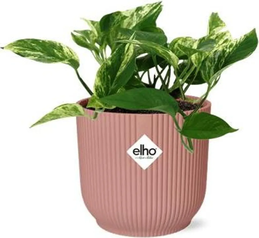 Plante tombante Epipremnum Marble Queen avec cache-pot rose 14cm