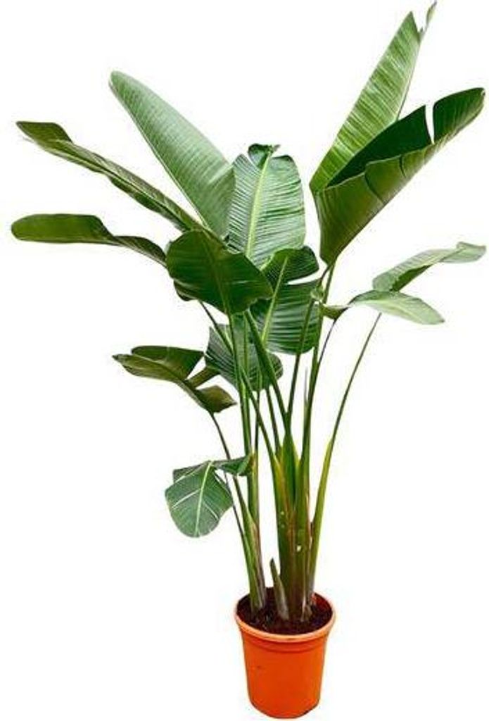 Strelitzia Augusta Baumstrelitzie XXL Pflanze Ø38cm 250cm Weißer Paradiesvogel
