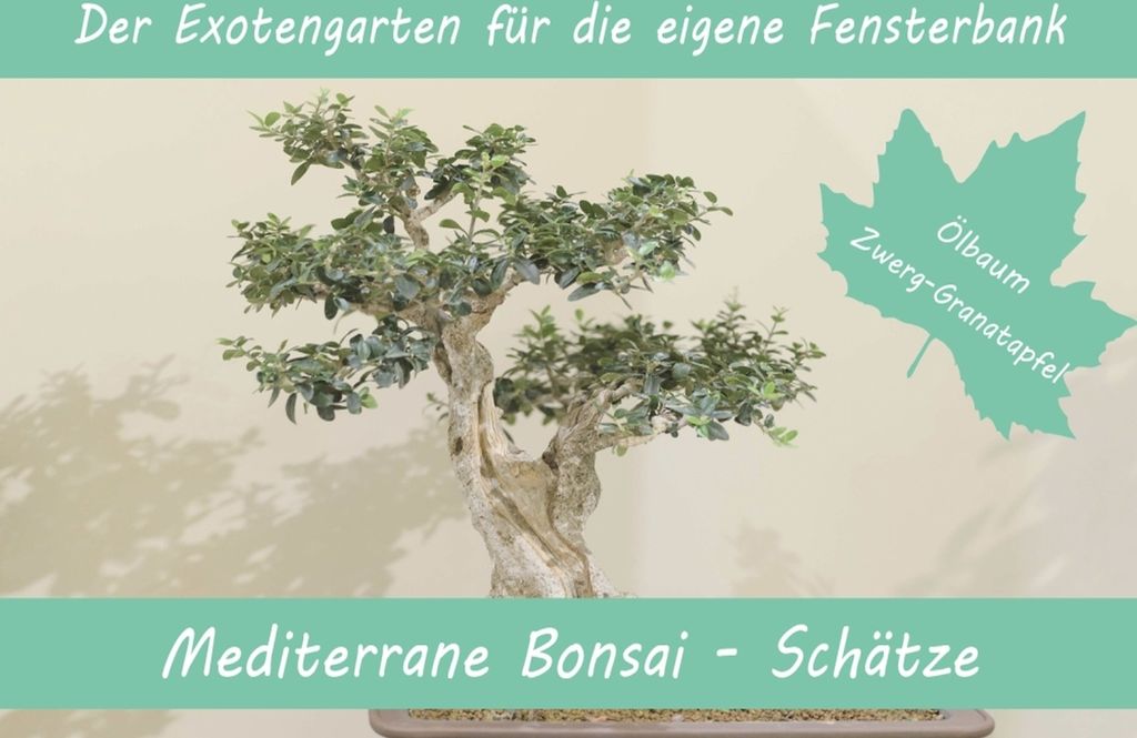 Anzuchtset Mediterrane Bonsai-Schätze | Anzuchtsets von Saflax