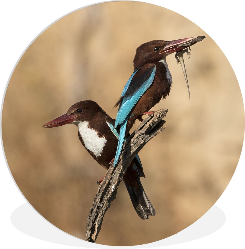 MuchoWow Rundes Wandbild - Runde Bilder Zwei Raubvögel auf demselben Ast Ø 60 cm Kreis Wanddekoration Kunststoff - Wandkreis - Wandschmuck - Wa...