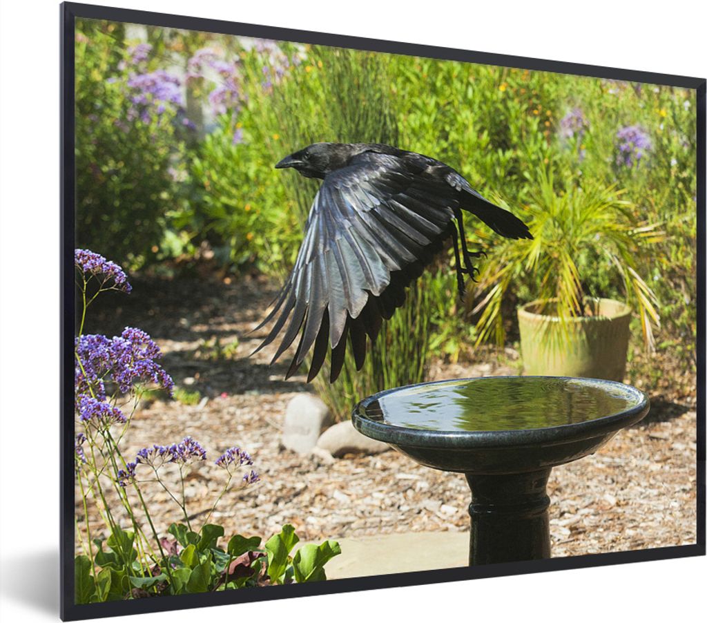 MuchoWow MuchoWow Gerahmtes Poster Vogeltränke - Rabe - Blumen 40x30 cm - Poster mit zchwarzem Bilderrahmen - Kunstposter - Wanddekorationen