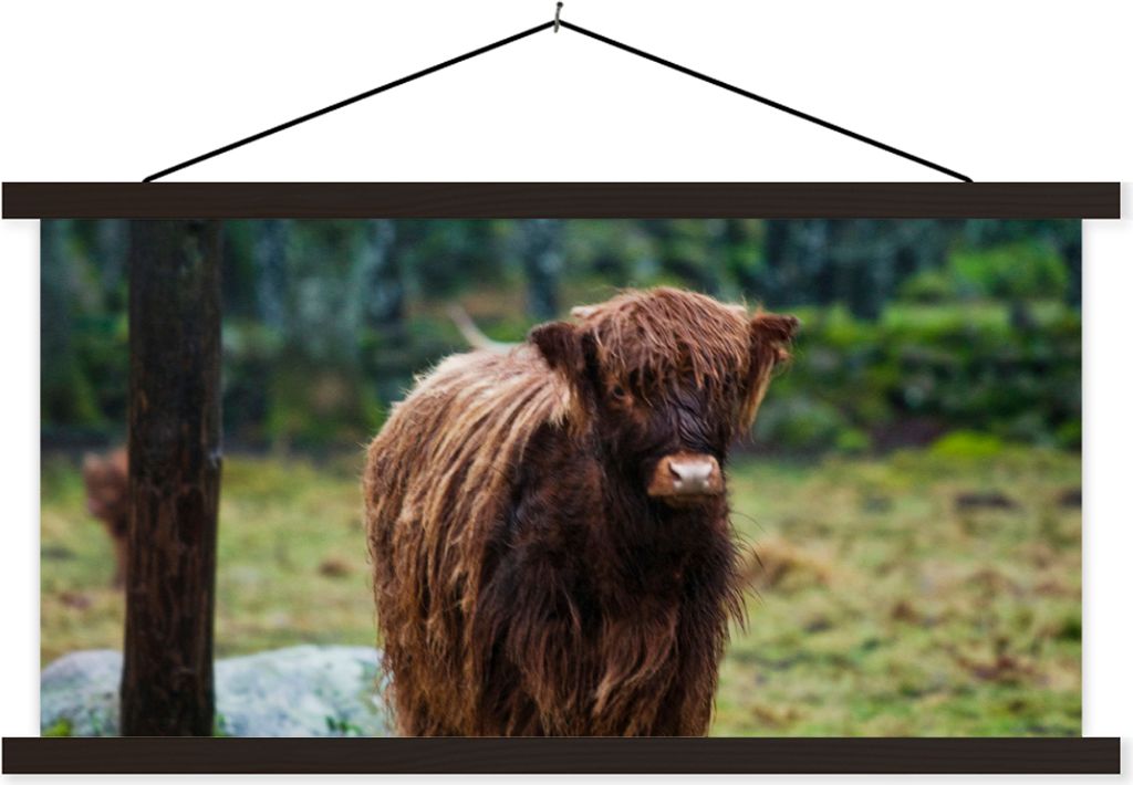 MuchoWow Textilposter Schottisches Hochlandrind - Wald - Moos 90x45 cm mit schwarzem Rahmen - Klemmleisten