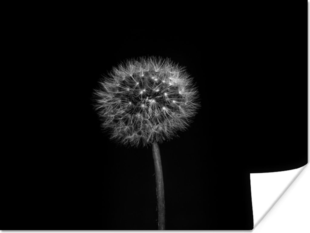 MuchoWow Poster Löwenzahn - Schwarz - Floral - Botanisch 120x90 cm - Wandbild