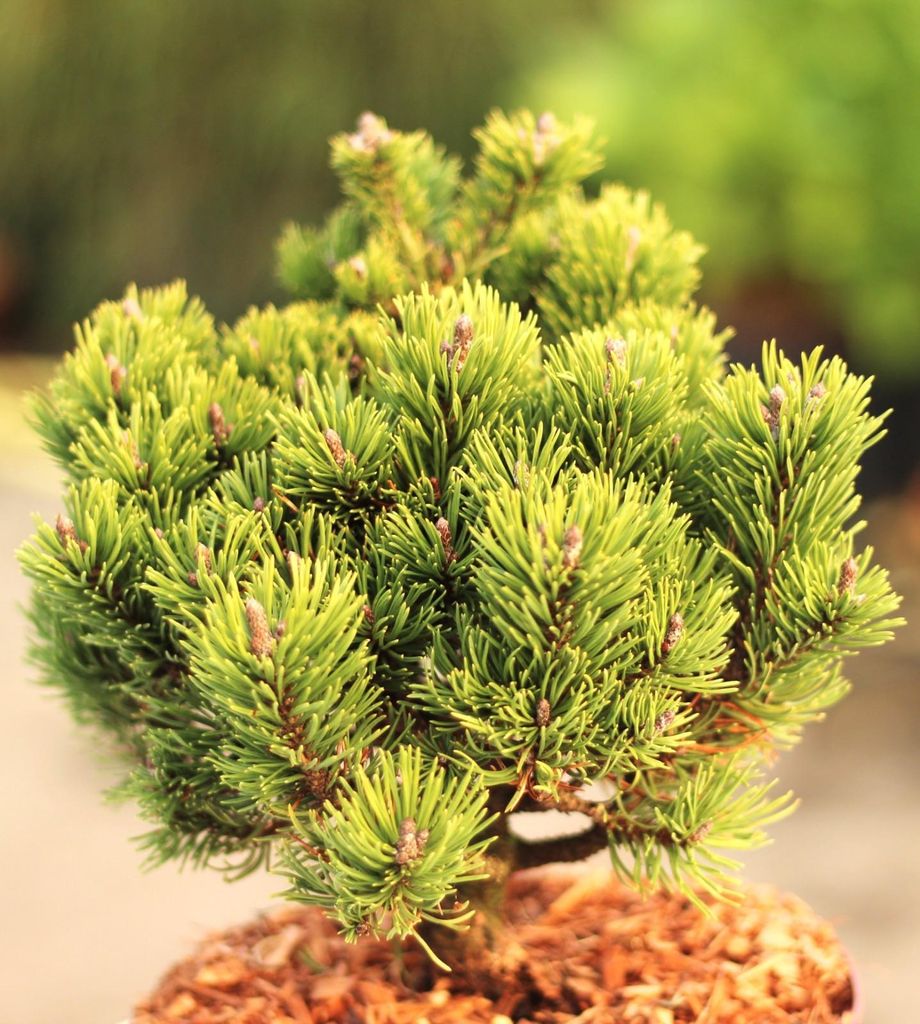 Hakenkiefer Pinus uncinata nana 30 - 40 cm kompakte, immergrüne Kiefer