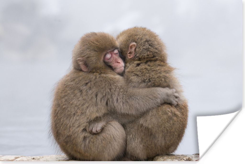 MuchoWow Poster Affen - Kuscheln - Freundschaft 60x40 cm - Schlafzimmerdekoration