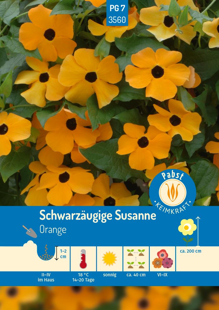 Pabst Keimkraft - Schwarzäugige Susanne Orange/Gelb Samen - Produktbild 