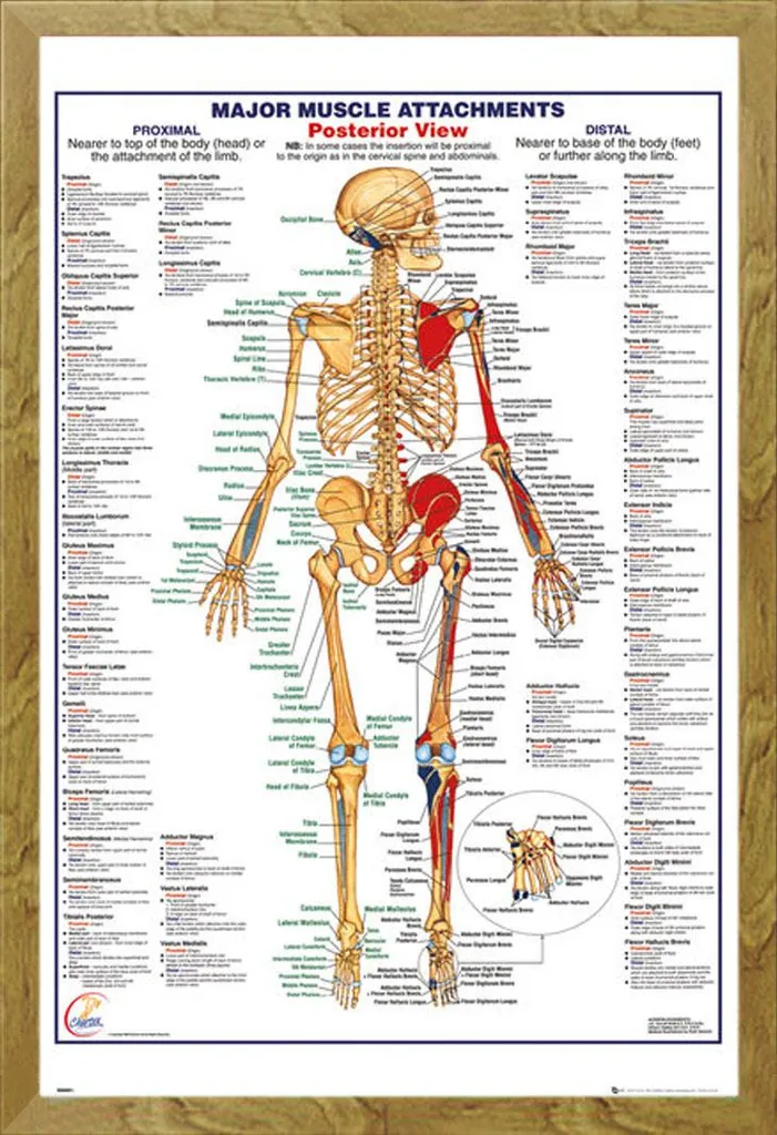 Poster Anatomico Corpo Umano Muscoli Posteriori con Cornice Shinsuke Rovere