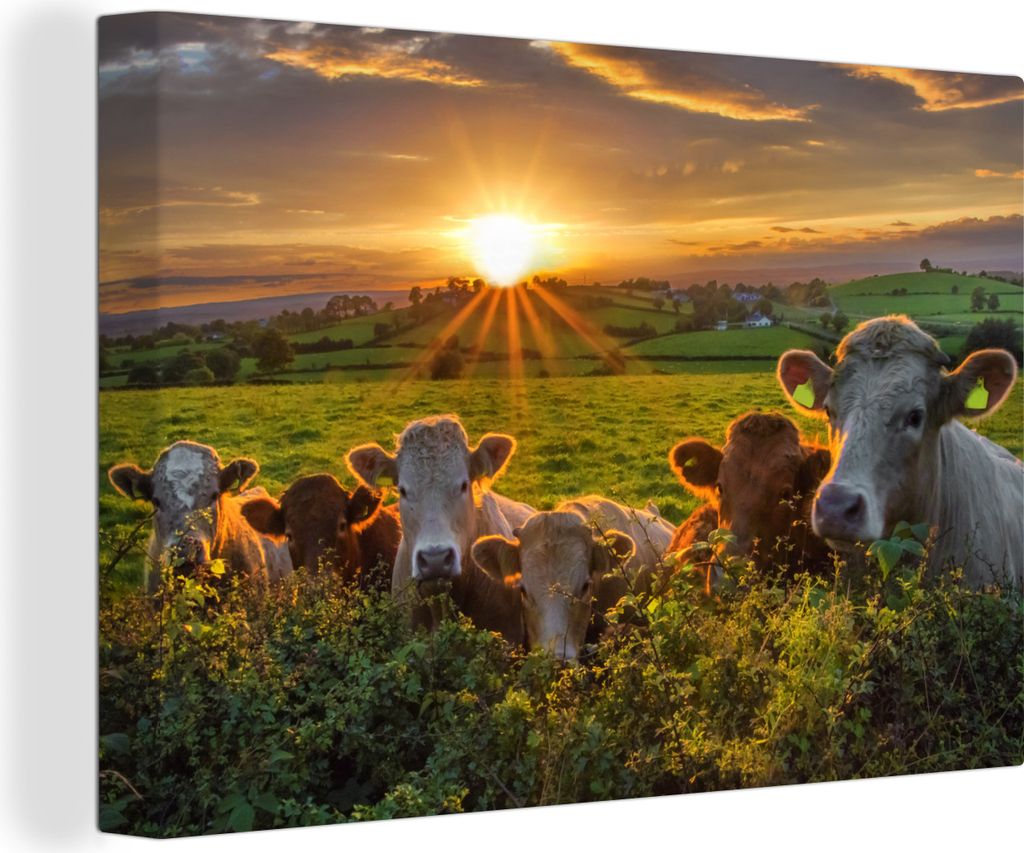 MuchoWow - Leinwandbilder - Sonne - Kuh - Gras, Wandbild, Wanddeko Bilder Wohnzimmer, 60x40 cm