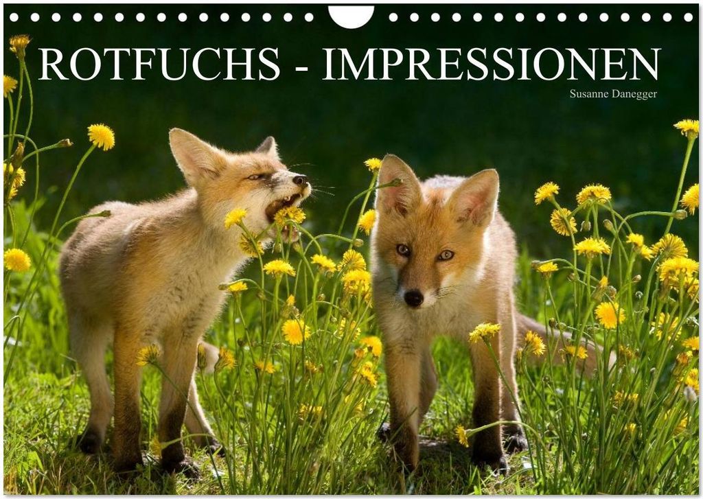 Rotfuchs - Impressionen (Wandkalender 2026 DIN A4 quer), CALVENDO Monatskalender