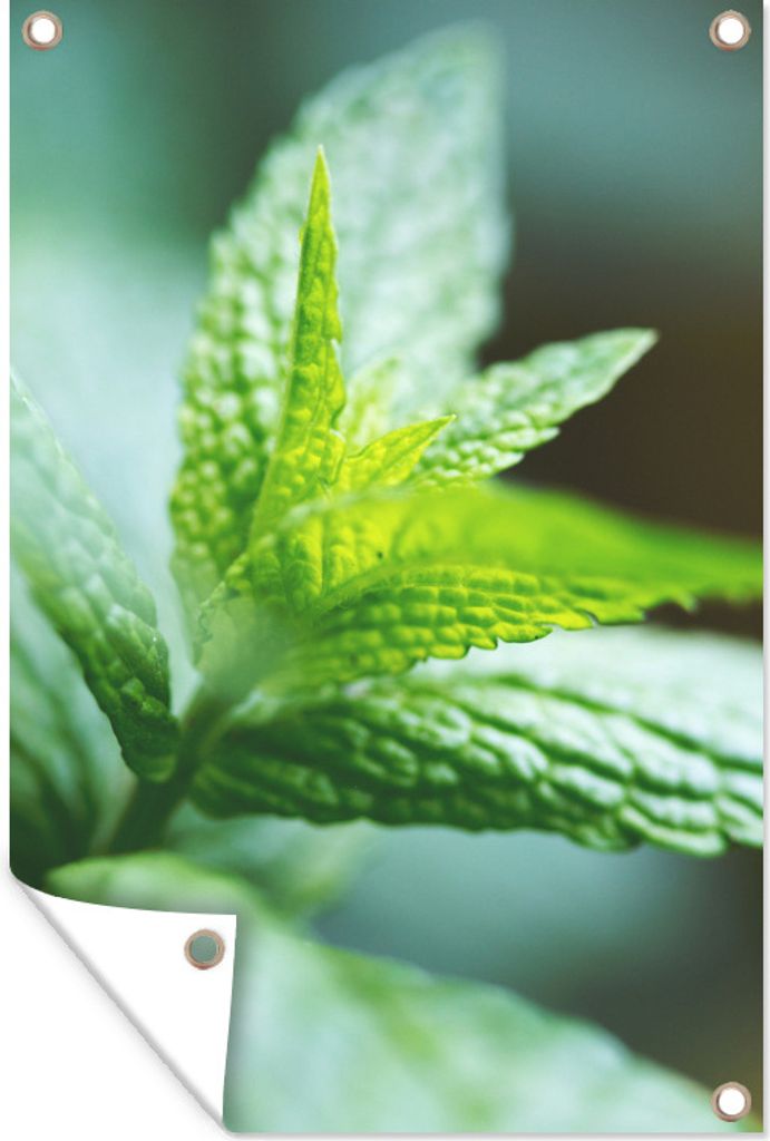 MuchoWow 40x60 cm Outdoor-Poster Gartendeko Sichtschutz Garten Poster für den Garten Extreme Nahaufnahme der Beschaffenheit der Pfefferminzpflanze