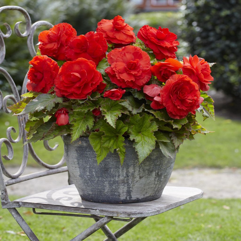 Begonia Superba Červená 1 ks velký květ begónie sazenice Obrázek produktu 