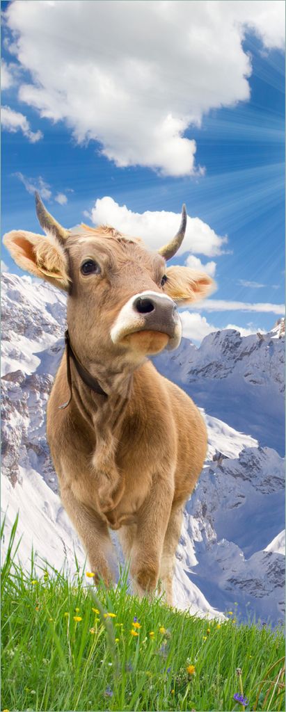 Wallario selbstklebendes Poster - Kuh im Sonnenschein in den Alpen, Größe: 80 x 200 cm