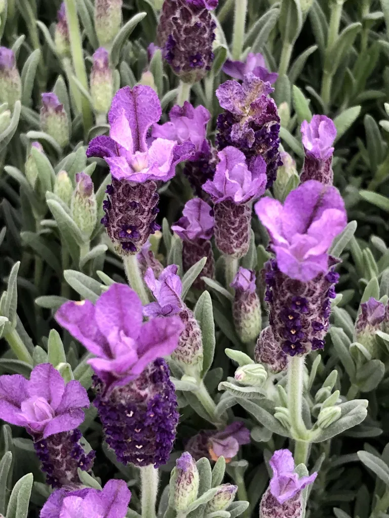 6 Lavandes stoechas Pedunculata : solution jardin sec et sans eau