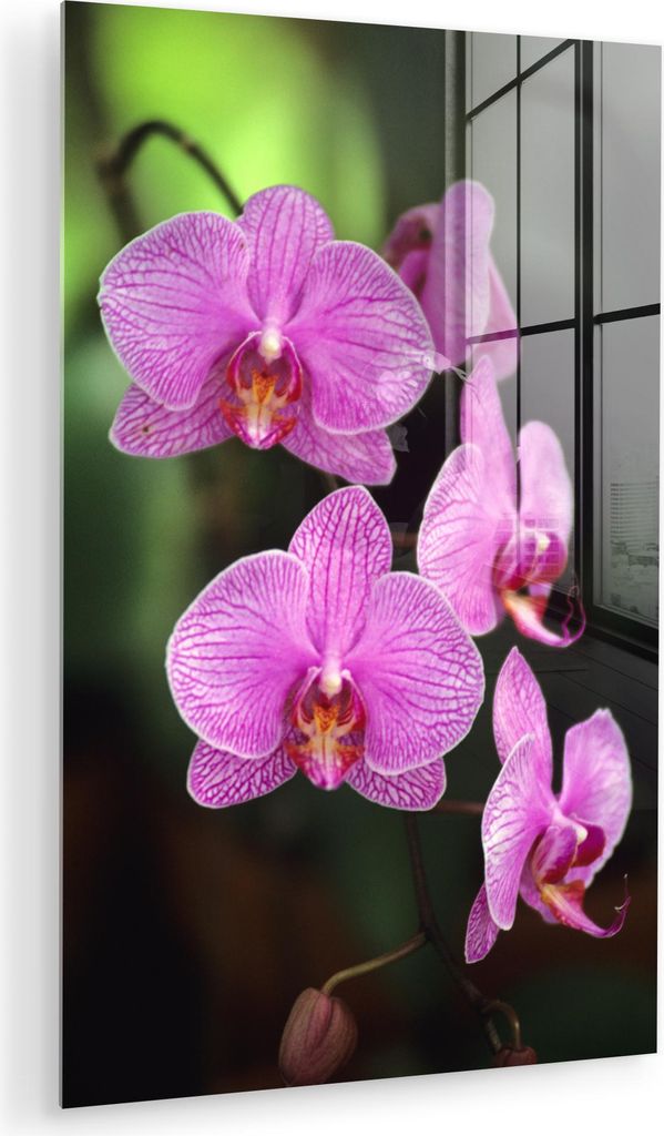 MuchoWow Glasbilder - Bilder auf Wandbild - Foto auf Glas Rosa Orchidee 80x120 cm Wanddekoration aus Glas - Acrylglasbild - Acrylbilder - Die Schla...