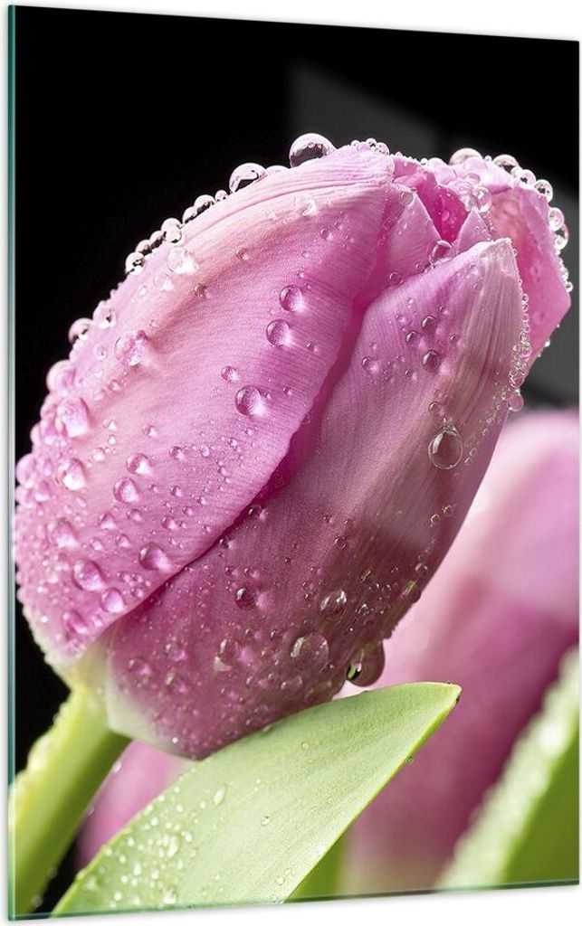 Bilder auf glas - Einteilig - Tulpe Blumen Tau - 50x70cm - Glasbilder - Wandbilder - Bilder - zum Aufhängen bereit - Wanddekoration aus Glas - Gla...