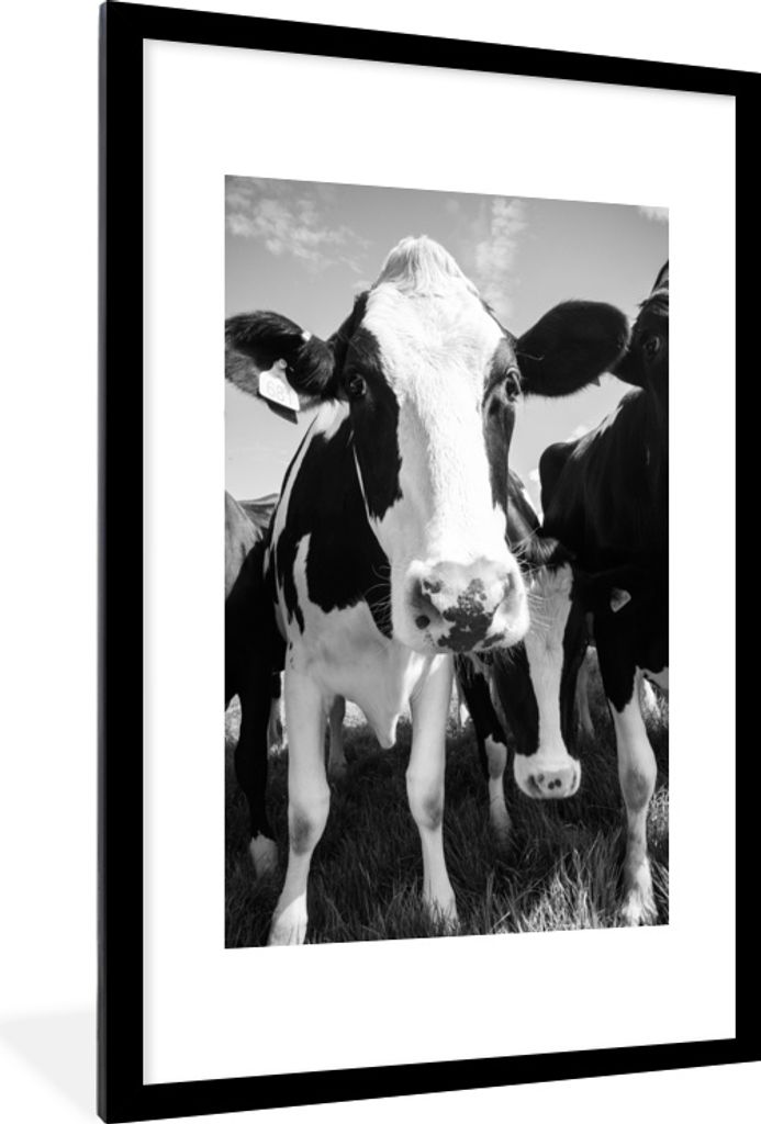 MuchoWow MuchoWow Gerahmtes Poster Kuhherde auf einer Wiese 60x90 cm - Poster mit zchwarzem Bilderrahmen - Dekoration - Wandposter Wohnzimmer -...
