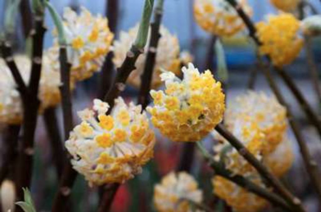 Edgeworthia chrysantha 'Grandiflora' - Japanischer Papierbusch - 40-50 cm - Topf