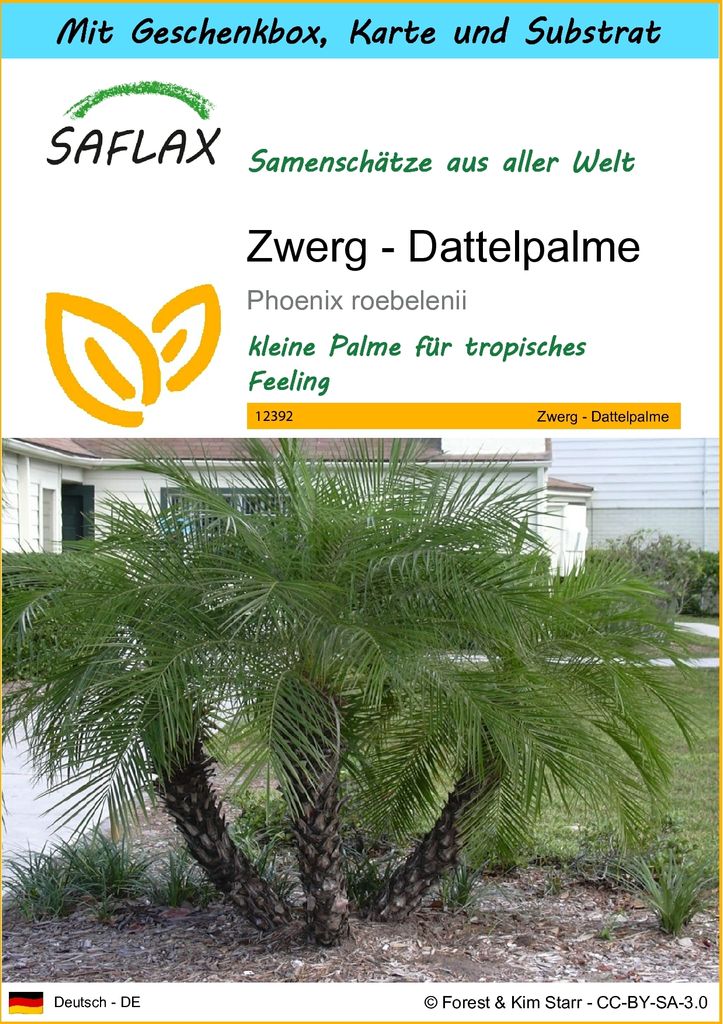 SAFLAX - Geschenk Set - Zwerg - Dattelpalme - 25 Samen - Mit Geschenk- / Versandbox, Versandaufkleber, Geschenkkarte und Anzuchtsubstrat - Phoenix ...