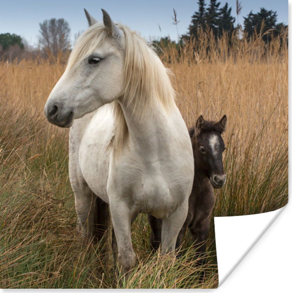 MuchoWow Poster Pferd mit Fohlen in der Camargue 50x50 cm - Wohnzimmerdekoration