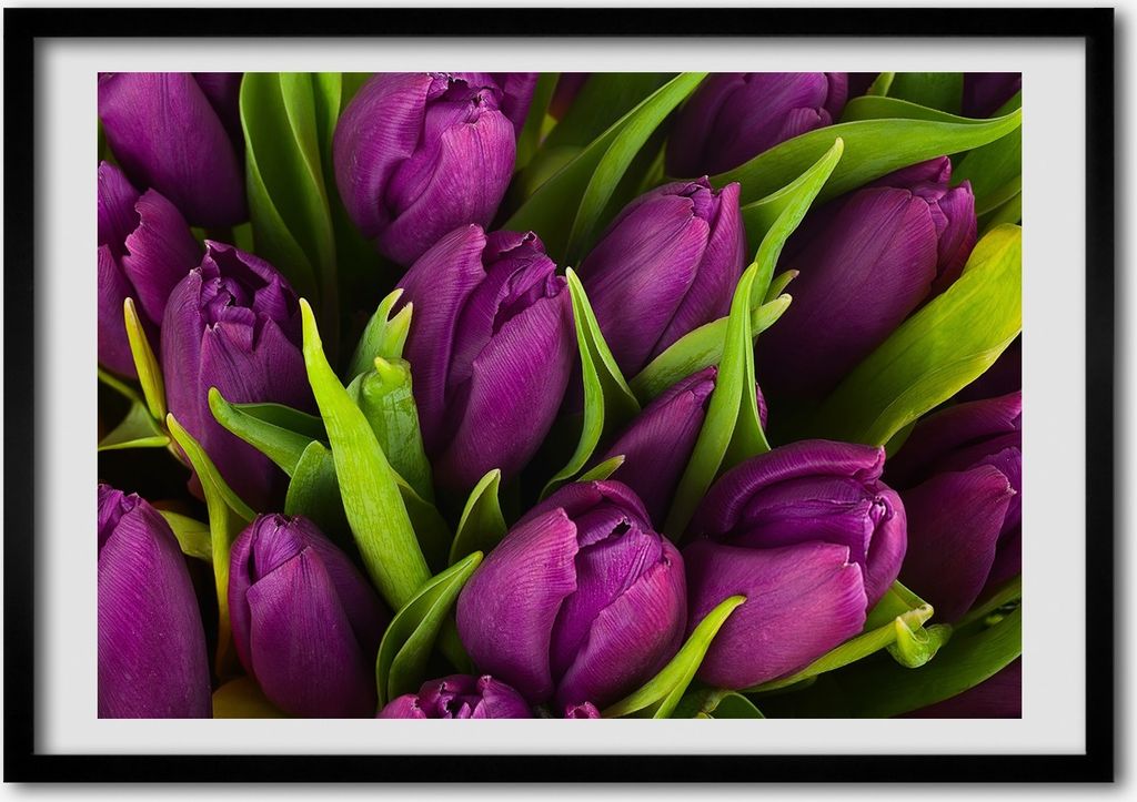 Bild - Bilderrahmen - 100 cm x 70 cm - MDF - Rahmen - Foto - Wandkunst lila Tulpen